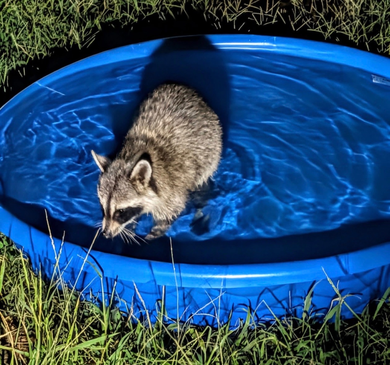 My sister has been trying to help take care of wildlife in this extreme heat. Now the little animals come to the freshly filled pool each day to get some fresh water and get cooled off.