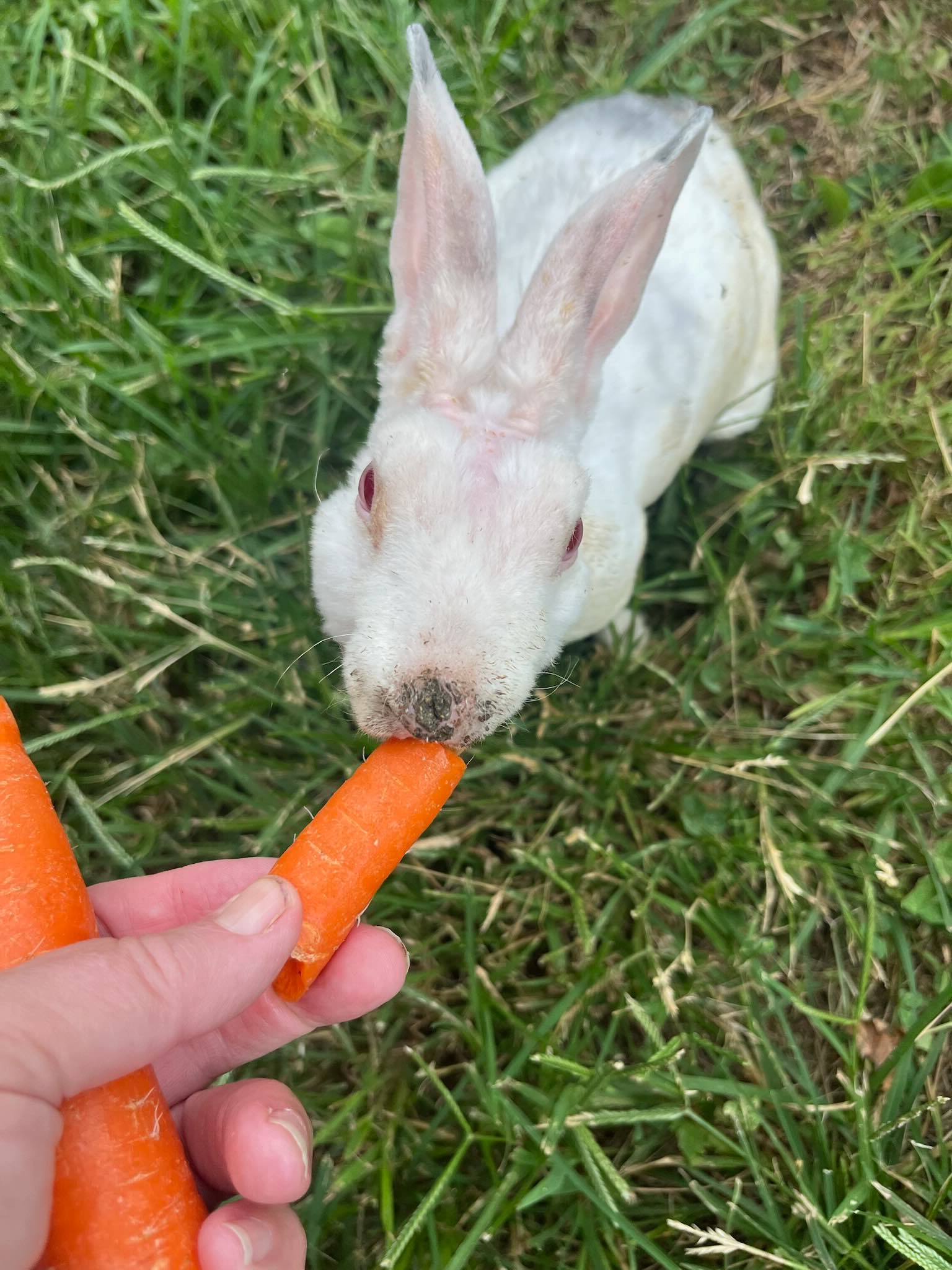 My good hearted friend found this lonely and obviously tame rabbit in her farm.   Her love of animals and her patience sure helped this little cast aside Easter present live a better life.